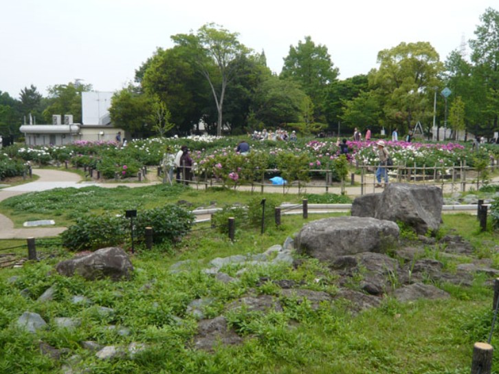 久宝寺緑地中地区シャクヤク園