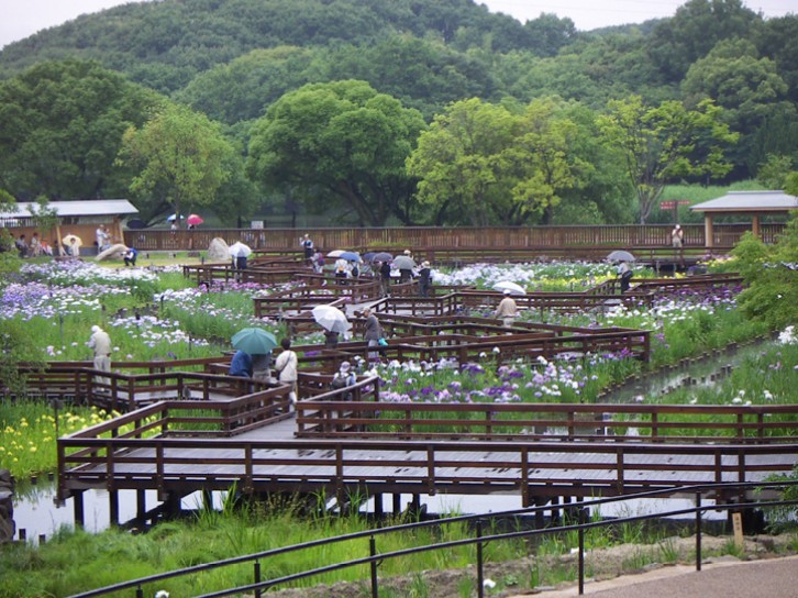 山田池公園花菖蒲園